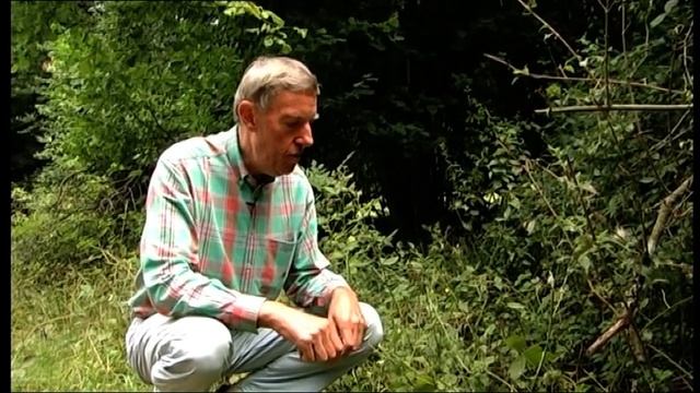 Kleine Kräuterkunde: Nelkenwurz смотреть онлайн