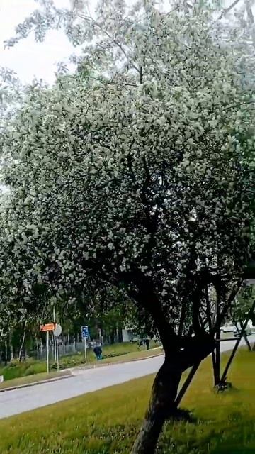 Каждая улица сейчас такая. Наша поздняя Новосибирская весна смотреть онлайн