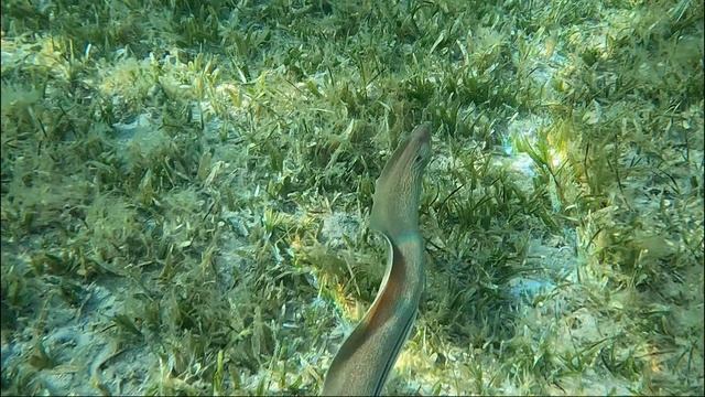 Крапчатая мурена. Speckled Moray Eel.