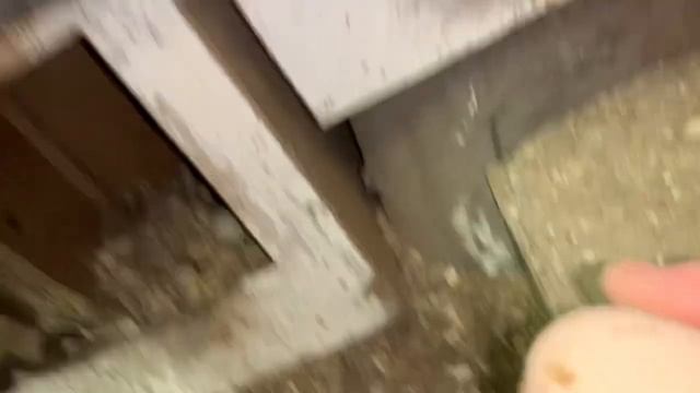 Вечер кормление кур_ настойку в питьё курам из яблочного уксуса,чеснока и меда_ сколько сегодня яиц смотреть онлайн