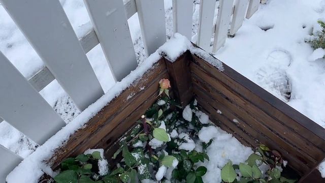 ОБРЕЗКА, УКРЫТИЕ НА ЗИМУ! Без танцев с бубнами! смотреть онлайн