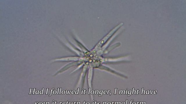 Amoeba Radiosa Transforms смотреть онлайн