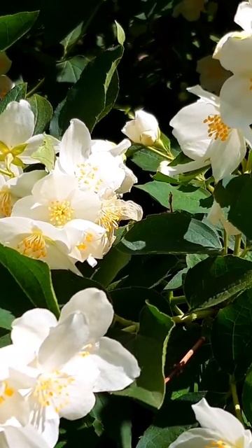 Чубушник ароматный#Shorts смотреть онлайн