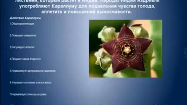 Врач Наталья Щербакова о продукте Skinny Fiber 16 11 2013г webm 640x360 смотреть онлайн