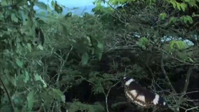 Greenscreenanimals Butterfly