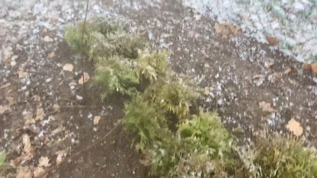 НОВОГОДНЯЯ СКАЗКА 31.12.23. смотреть онлайн