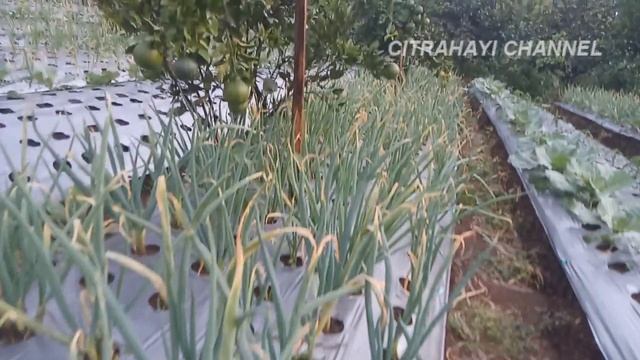 Sukses Budidaya Jeruk Termahal di Dunia Jeruk Dekopon Jepang смотреть онлайн