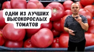 🏆  Высокорослые томаты, которые стоит посадить в этом сезоне! 🌱🍅