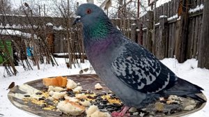 Видео для Кошек (Птицы На Кормушке)