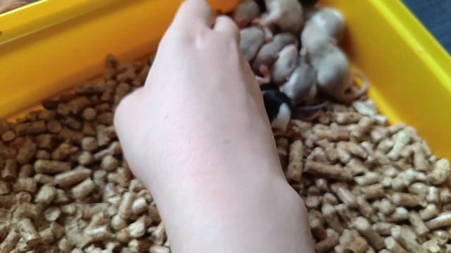 ОЧЕНЬ МНОГОДЕТНАЯ КРЫСА ВЫКАРМЛИВАЕТ 17 КРЫСЯТ. КРЫСЯТА ОКРЕПЛИ. смотреть онлайн