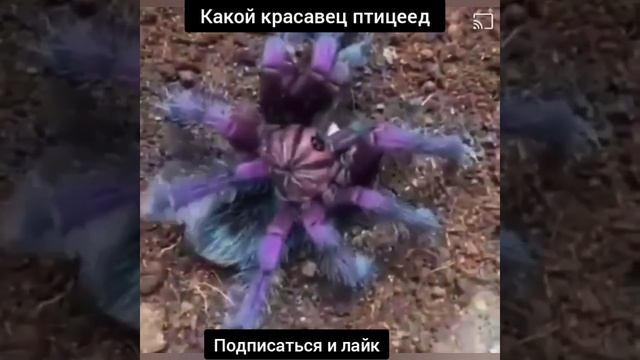 Какой красавец птицеед . хищник смотреть онлайн