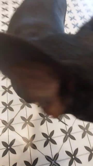 Беру интервью у собаки смотреть онлайн