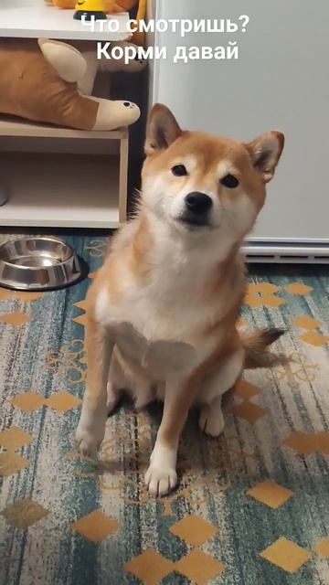 Голодная собака 😍🥰😘 #animal #cutedog #dog #doglover #shibainu #сибаину #шиба #funny #shiba #cute смотреть онлайн