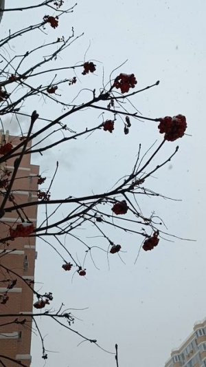 Настойку из замороженной сушеной калины из-под снега. А не сделать ли нам?