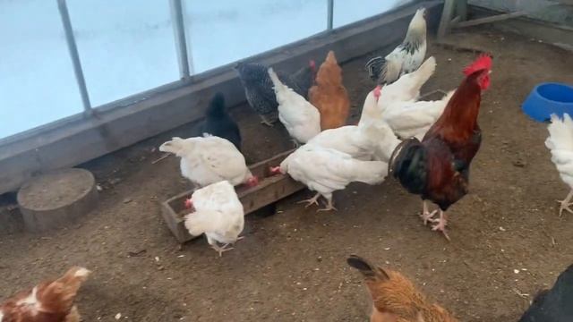 Какое Яйцо снесла контролёр_ Оплодное или нет яйцо у контролёра_сколько яиц сегодня_ 19 февраля 2025 смотреть онлайн