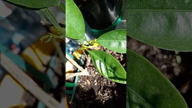 на павловским мандарине куча цветов смотреть онлайн