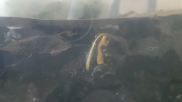 Ranitomeya sirensis "Highland" in QT. смотреть онлайн