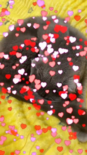 🔴 КОТ СМОКИ🔴 смотреть онлайн