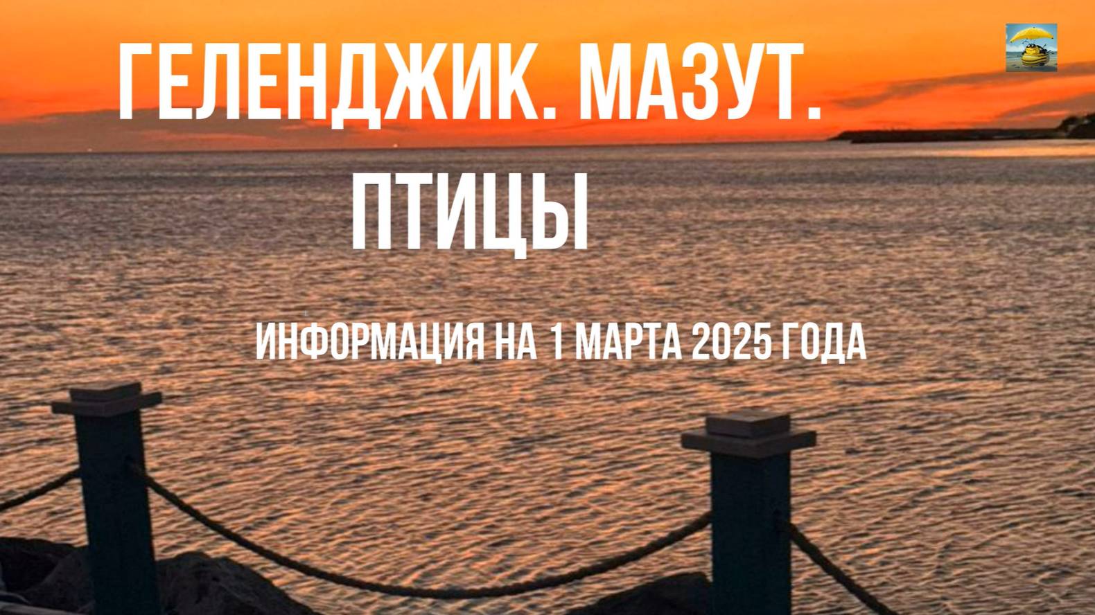 Геленджик, мазут, птицы, информация на 1 марта 2025 года смотреть онлайн