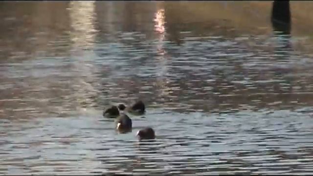 Vechtende Meerkoeten (Fulica atra) смотреть онлайн