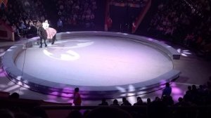 Выступление Лошади в Цирке