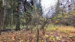 Лес. Глубокое погружение в дебри подсознания