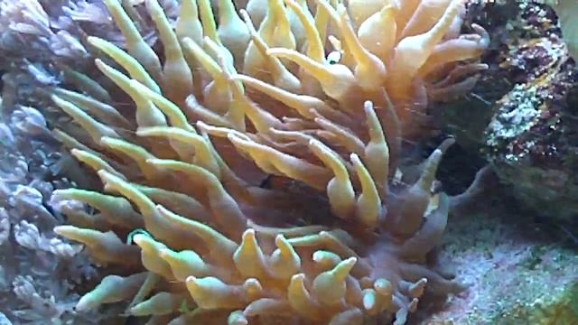 nemo hats geschafft смотреть онлайн