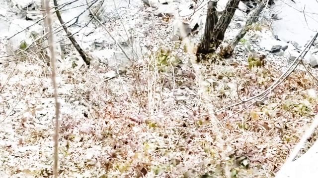 Удивительное зимнее убежище и приготовление пищи... смотреть онлайн