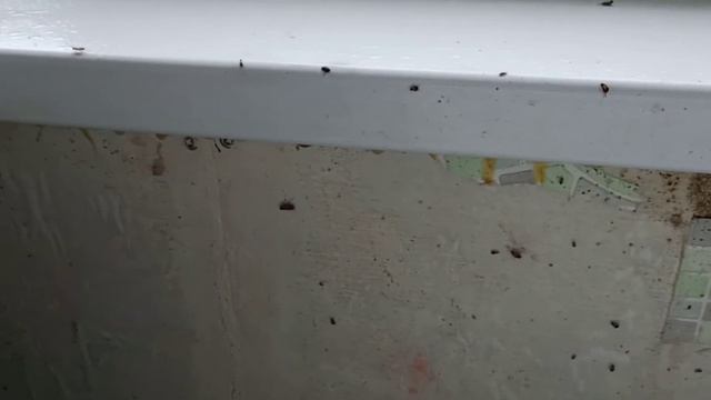 Реакция тараканов на обработку смотреть онлайн