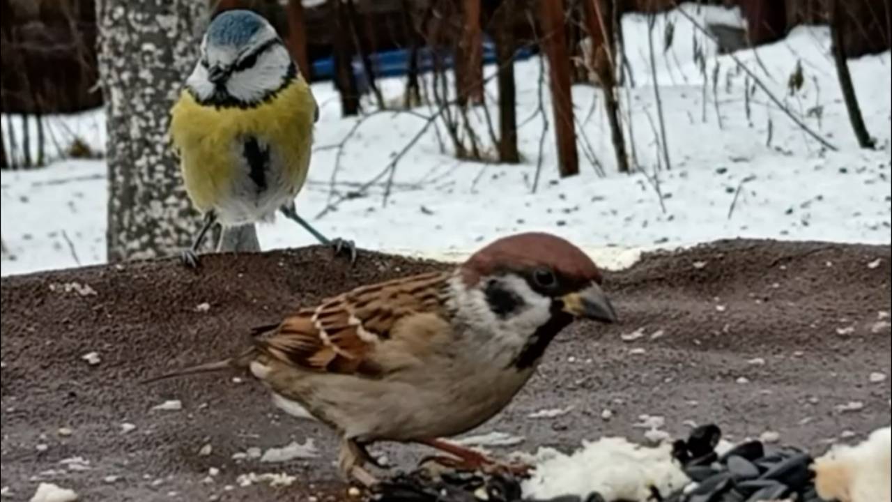 Воробьи и Синицы прилетели на кормушку (08.01.2025 года) смотреть онлайн
