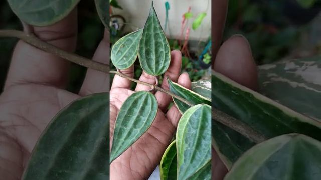 Hoya Macrophylla Variegata смотреть онлайн