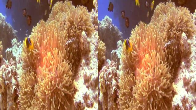 Tauchen im roten Meer Marsa Alam 2011 смотреть онлайн