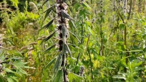 пустырник #собираю лечебную траву пустырник #I collect medicinal herb motherwort #villagelife