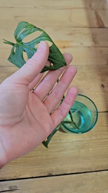 Купила фикус лирата колумнарис и монсера манки маск.#цветыдлядома#комнатныецветы#растения#покупки