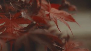 Песняры. Сборник