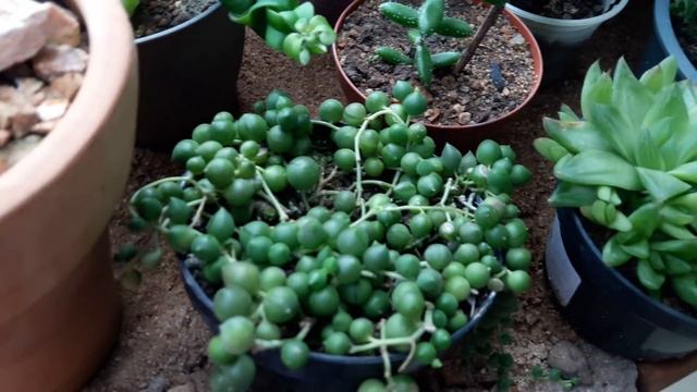 #DESAFIO: suculentas de difícil cultivo 🌵❤ смотреть онлайн