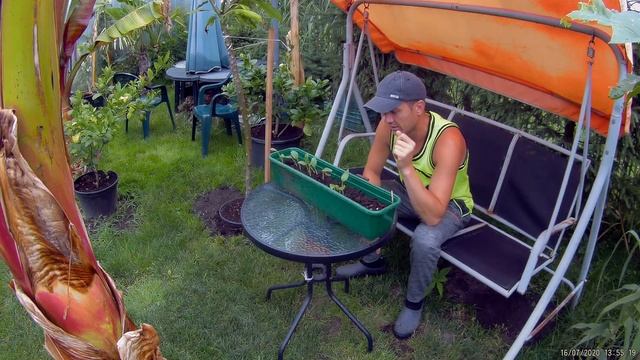 #1053-Jeśli nie masz cierpliwości to nie wysiewaj nasion egzotycznych.Jak długo kiełkują itd. смотреть онлайн