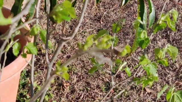 Pakistani Mulberry (shahtoot) with multiple grafts смотреть онлайн