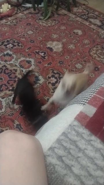 бой собак раунд fight смотреть онлайн