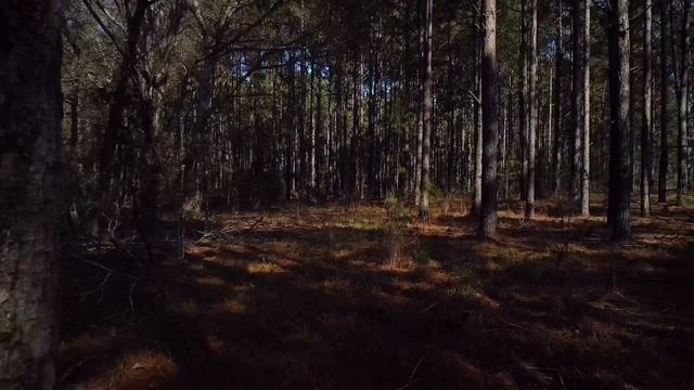 DJI MINI SE & Freewell nd-8pl смотреть онлайн