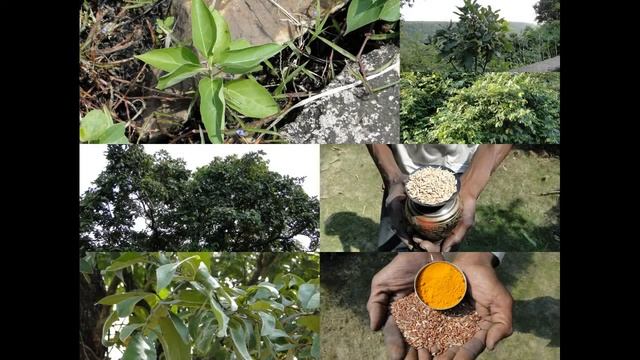 Medicinal Rice P5A Formulations for Bulbophyllum Overdose: Pankaj Oudhia's Medicinal Plant Database смотреть онлайн