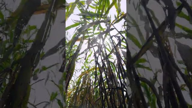 silagem sorgo boliviano(3) смотреть онлайн