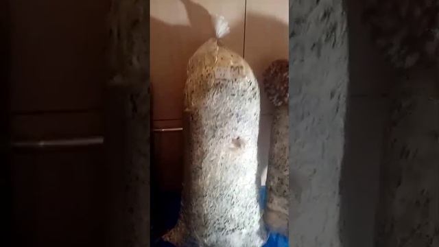 ИНСТРУКЦИЯ ПО ВЫРАЩИВАНИБ ВЕШЕНКИ смотреть онлайн