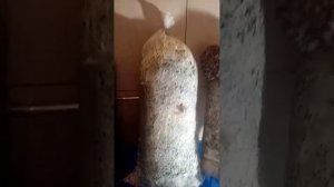 ИНСТРУКЦИЯ ПО ВЫРАЩИВАНИБ ВЕШЕНКИ