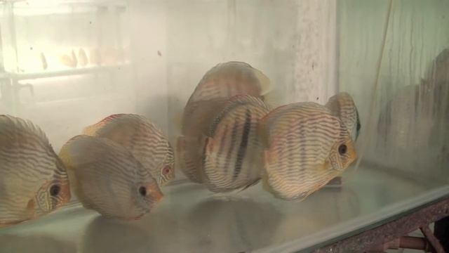 Discus For Turkey market смотреть онлайн