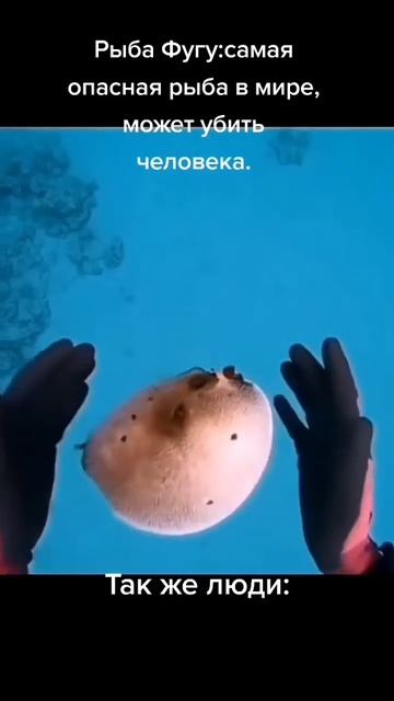 рыба фугу#мем#meme#shorts смотреть онлайн