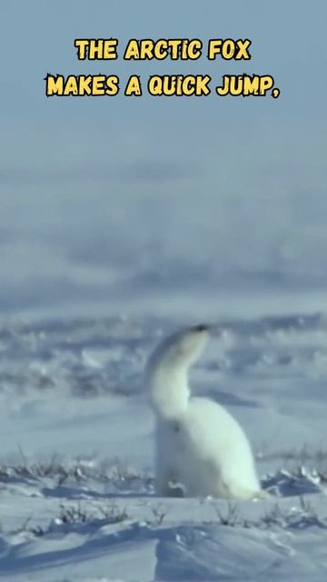 This Arctic Fox Is A Dive Bomber! #shorts #animals #facts
