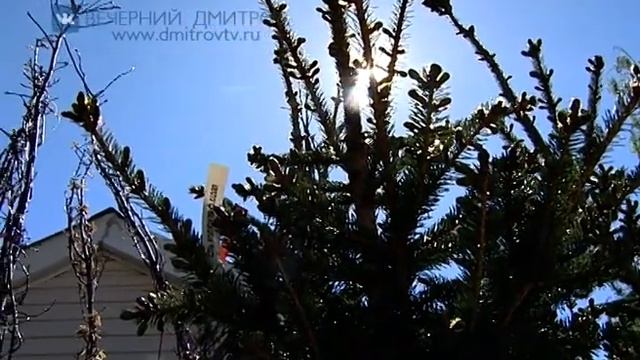 Акция «Лес Победы» смотреть онлайн