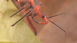 Подборка 🙂 Опасные Охотники в мире насекомых.