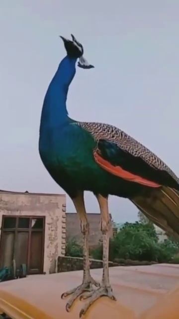 peacock voice😍😍#peacock#animals#voice#cuteanimals#animalvideos#video#shorts#viral#viralshorts смотреть онлайн